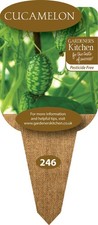 Cucamelon Plants - 3 X 9cm Pot