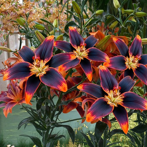 Lilium forever susan - 5, summer