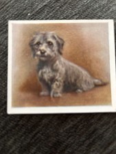 Dog Cigarette Card #10 Dandie