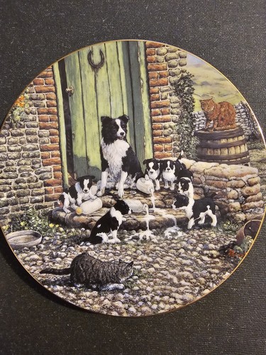 Border collie plate puppies - plate,