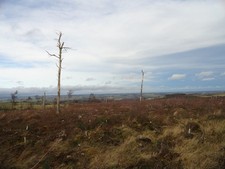 Photo A1 Dead trees Leadgate/NZ1159 This is Leadgate Plantation, where  c2012