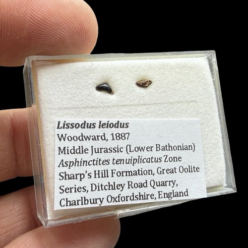 Lissodus leiodus hybodont - leiodus,