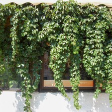 Virginia Creeper RHS AGM Red
