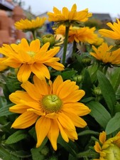 2 x 3 L Rudbeckia "Ophelia" | 2 pack | Black Eye Susan | Perennial plant