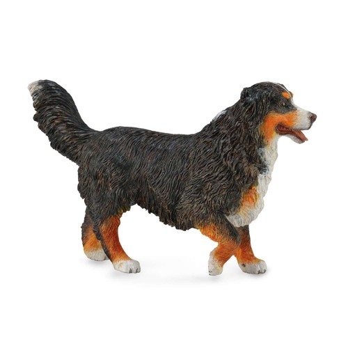 Collecta bernese mountain - bernese, dog