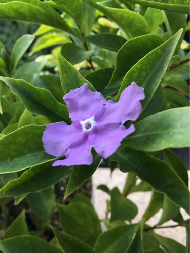 Purple jasmine seeds - 40,