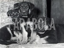 Vintage Press Photo Animals
