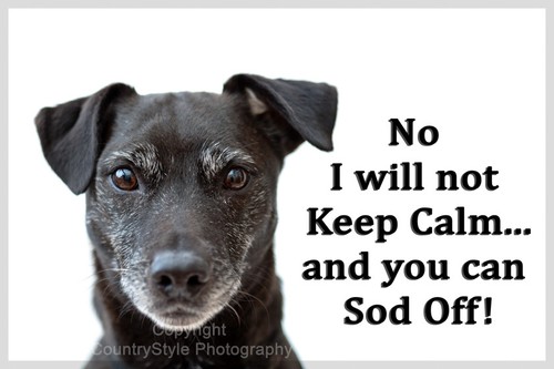 Patterdale terrier pet dog - pet,