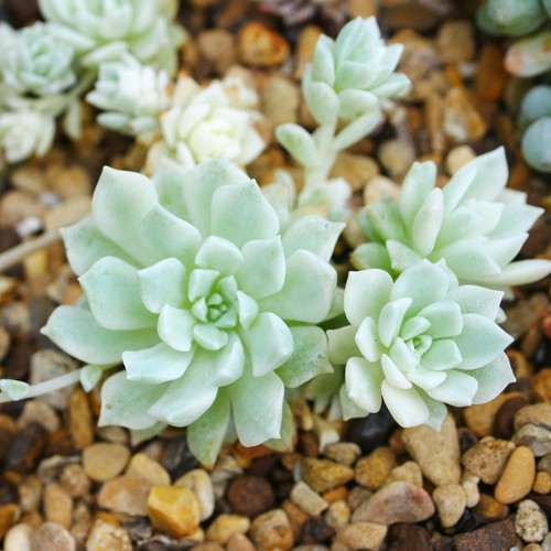 Echeveria prolifica variegata - prolifica,