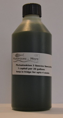 Live marine phytoplankton - marine,
