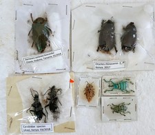 Beetle & Insect Collection (A2) x8 Bugs Unmounted Not Perfect *Read Quality*