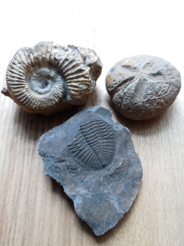 Fossils trilobite sea urchin - fossils,, trilobite,