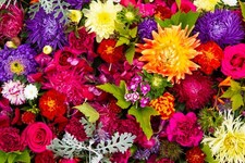 Mixed summer flowering - mixed,