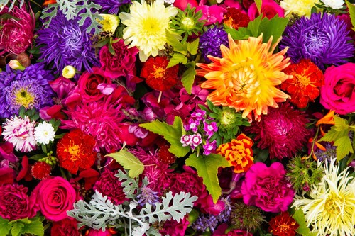 Mixed summer flowering - mixed,