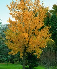 Ginkgo biloba ‘Princeton Sentry’ / Maidenhair Tree, Peat Free, 3Ltr 75-100cm