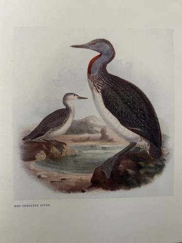 Antique bird print 1911 - antique,