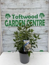 Viburnum tinus Eve Price – Hardy Evergreen Shrub with Winter Flowers – 2L/3L