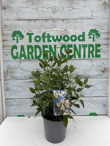 Viburnum tinus eve price - price, –