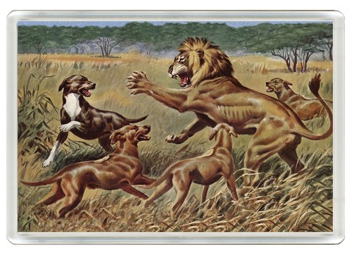 Rhodesian ridgeback dog fridge - rhodesian,