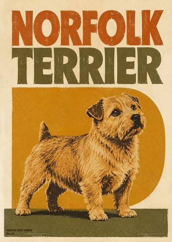 Norfolk terrier dog print - norfolk,