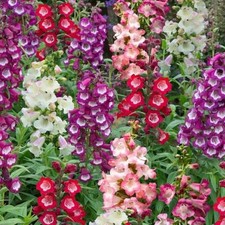 Penstemon arabesque mix - penstemon, arabesque™