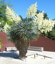 Yucca rostrata, Beaked Blue Yucca - 10 Sementes