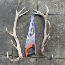 Red Deer Stag Antler Naturally