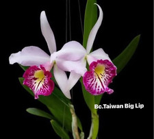 Rare Cattleya / Bc. Taiwan Big Lip orchid plant FS not in bloom
