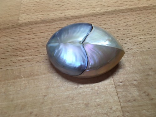 Vintage abalone mother - abalone/,