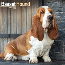 Basset Hound Calendar 2026 - Dogs - Month To View