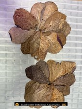 Indian Almond (Catappa) Leaves