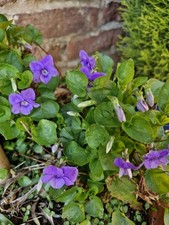 Dog Violet (Viola riviniana)
