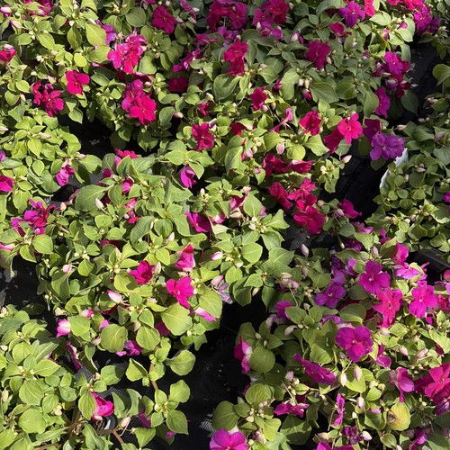 Impatient violet pack of 6 - of,