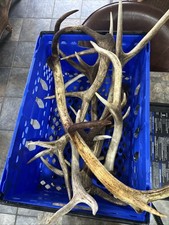 Red Stag Cast Antlers Dog