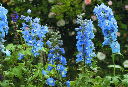 10 delphinium summer - or, 'summer