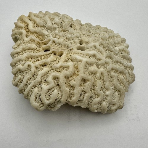Natural brain coral - natural,