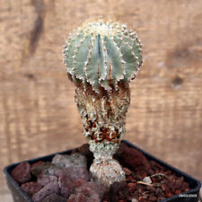 D3301 GEOHINTONIA MEXICANA GRAFT pot10-H13-W6 cm MaMa Cactus