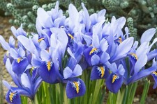 10x Iris Reticulata 'Joyce' Spring Flowering Bulbs Garden Dwarf Perennial Flower
