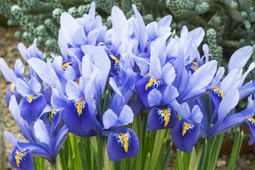 10x iris reticulata - 10x,