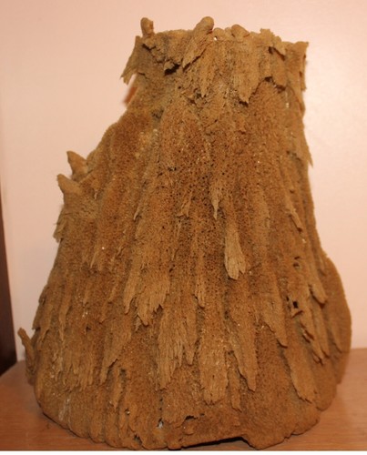 Large natural harvested - large, sea