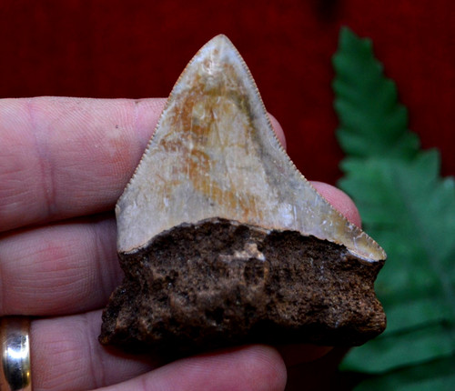 Lovely genuine megalodon - genuine,