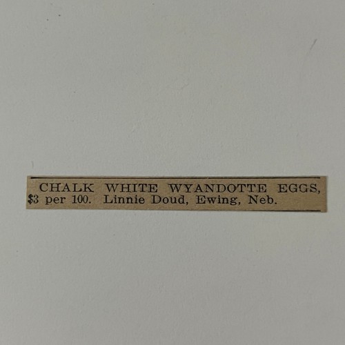 Chalk white wyandotte eggs - chalk,