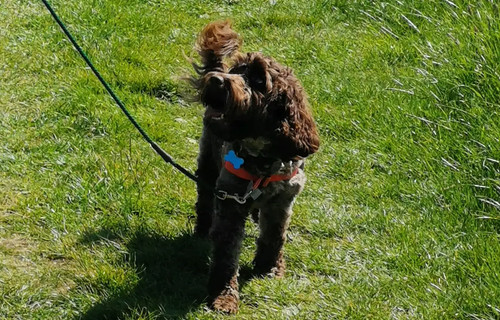 Walk your dog with - , no