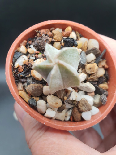 Astrophytum myriostigma - , |