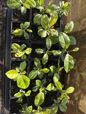 2x Lemon Seedling In 9cm Pots