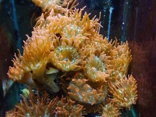 Rose Bubble Tip Anemone