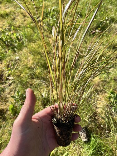 Anemanthele lessoniana hardy