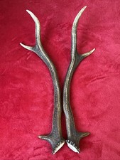PAIR OF RED DEER ANTLERS 349g