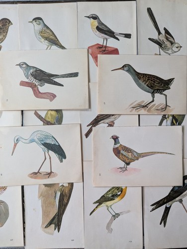 Vintage bird print 1950s - vintage,