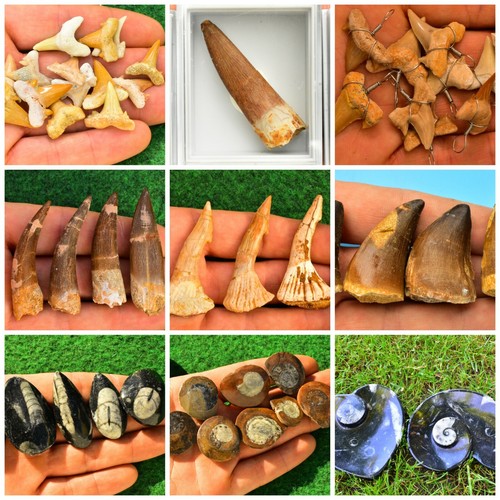 Fossil teeth shark mosasaurs - teeth,